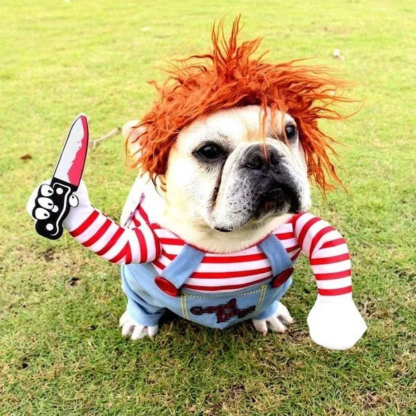 bulldog met chucky kostuum in het gras
