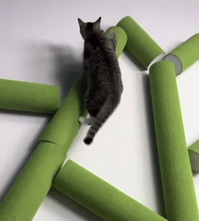 Kattenboom Wandkrabber kat loopt over groene wandkrabber constructie