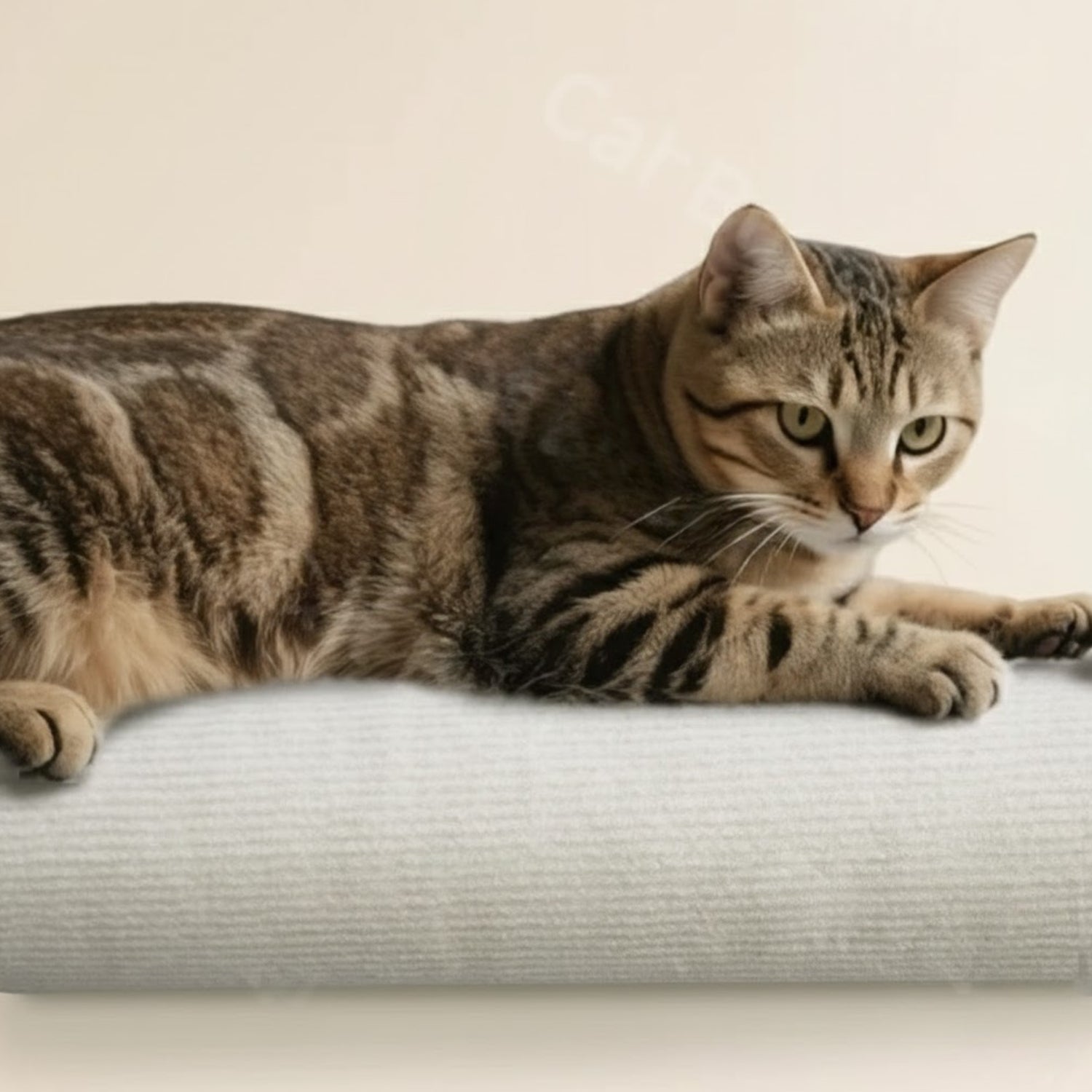 Kattenboom Wandkrabber kat op wandkrabber rolvormig krabmeubel