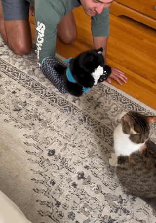 Kattenhandschoen Pop Speelset kat bekijkt kattenpop speelhandschoen op vloer