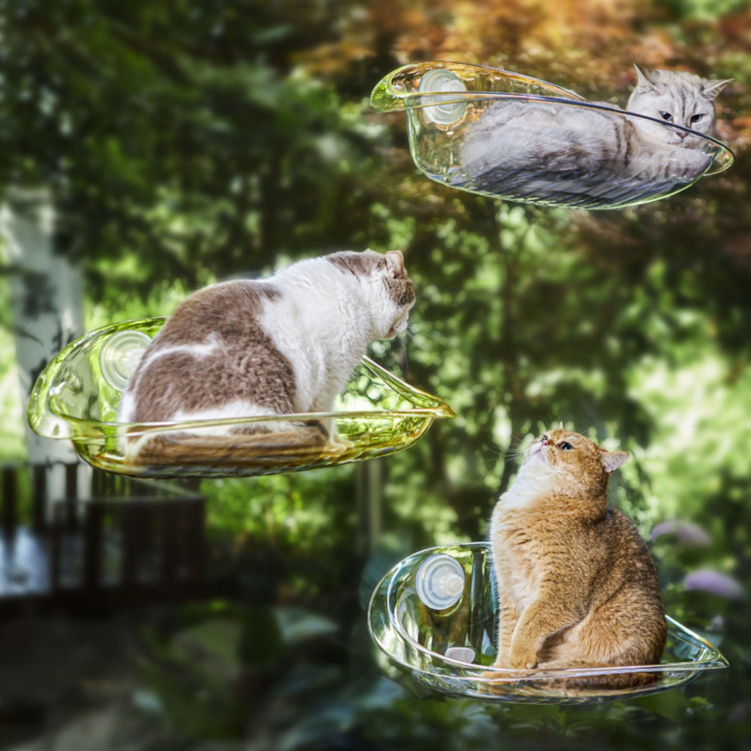 Kattenraam Hangmat doorzichtig met drie katten in groen uitzicht