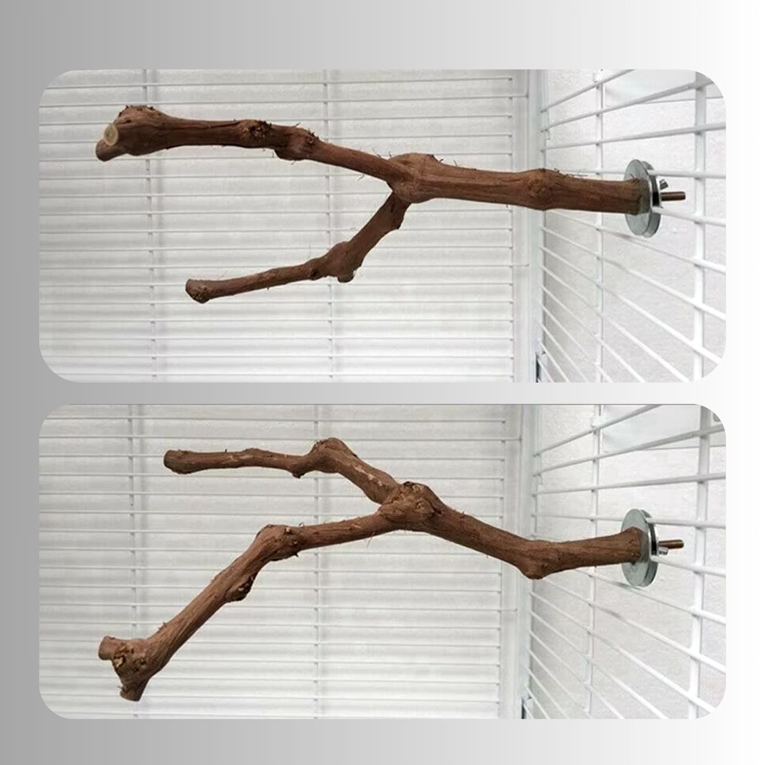 Natuurlijke Vogelstand dubbele tak in vogelnest