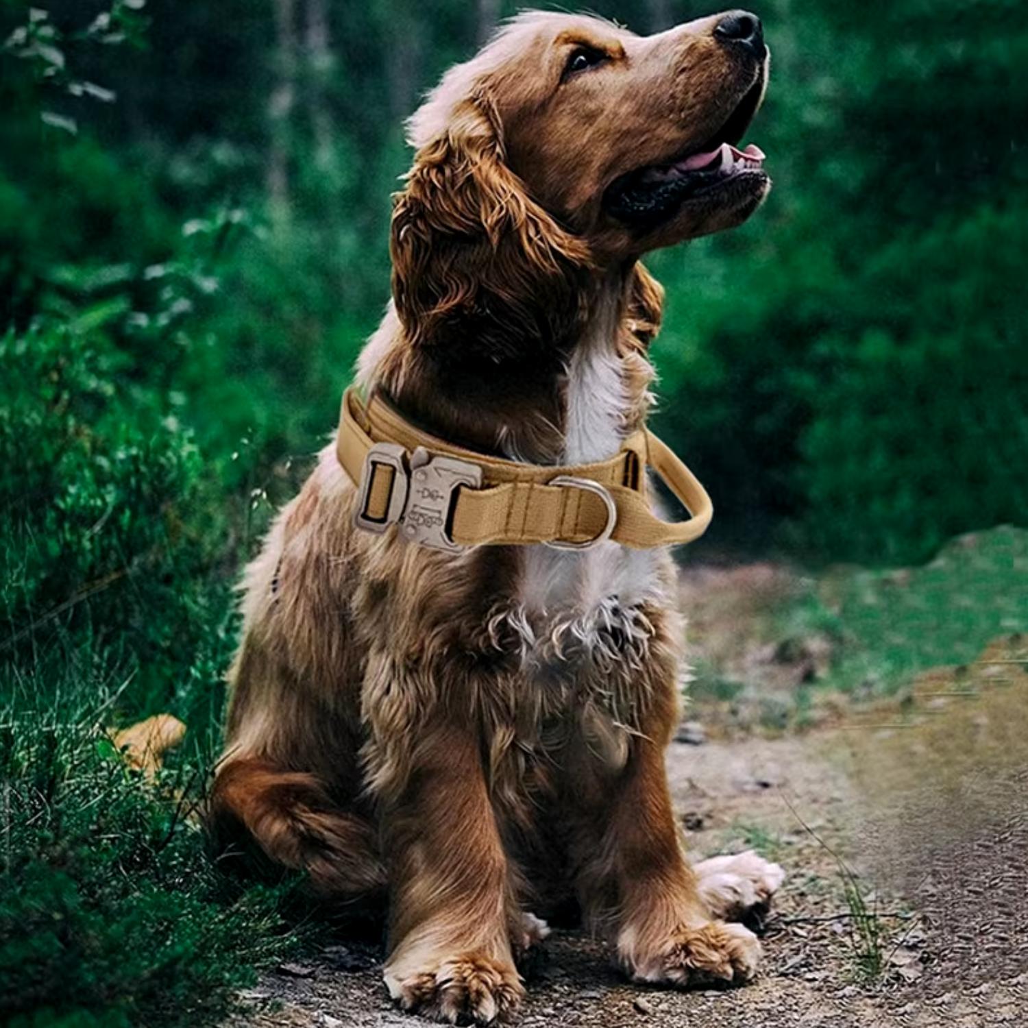 Tactische Hondenhalsband hond met khaki halsband