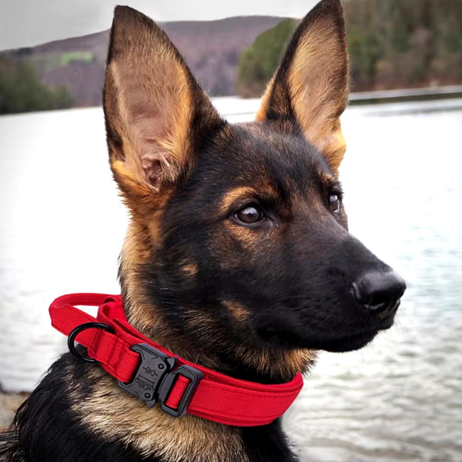 Tactische Hondenhalsband hond met rode halsband