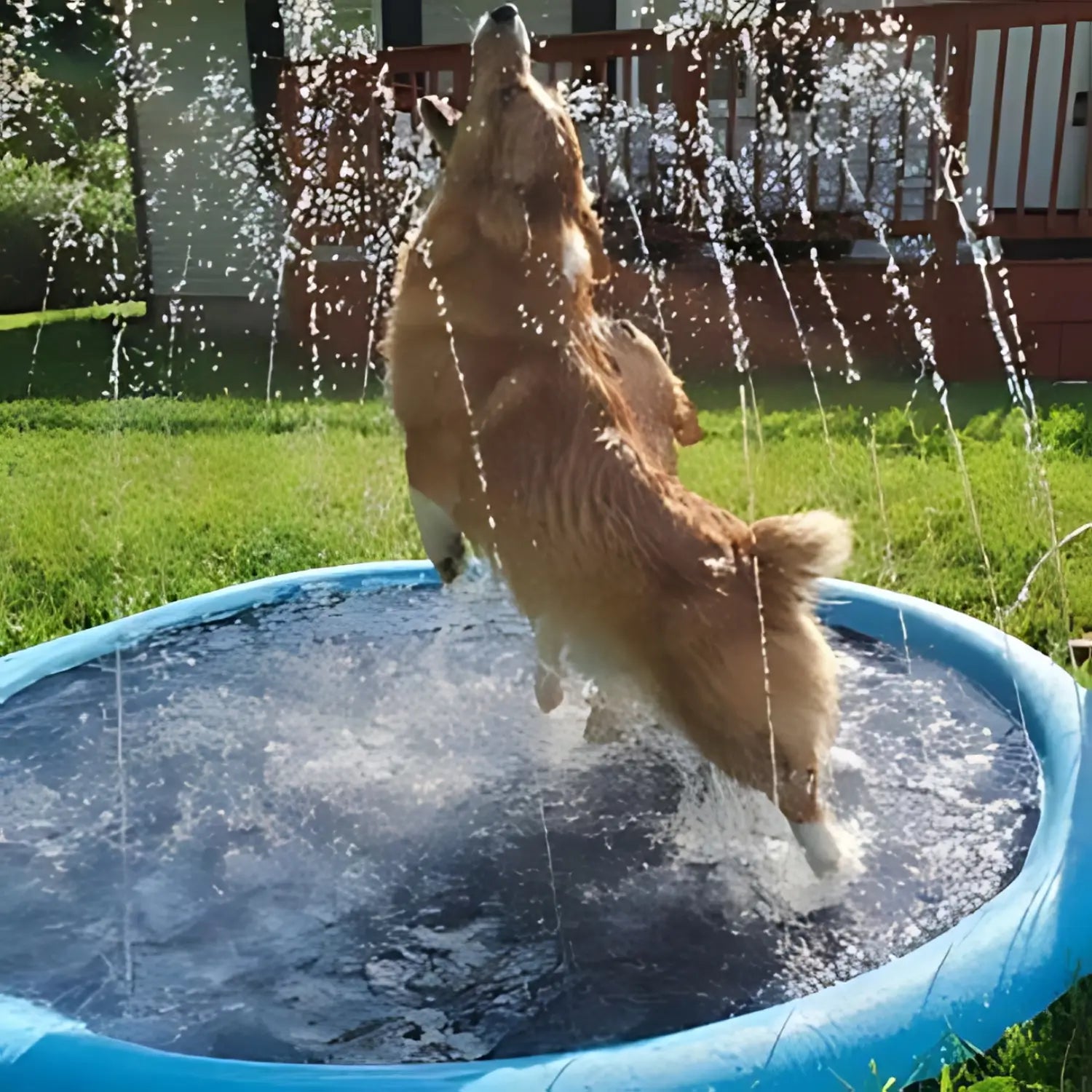 Hond speelt met water spray mat