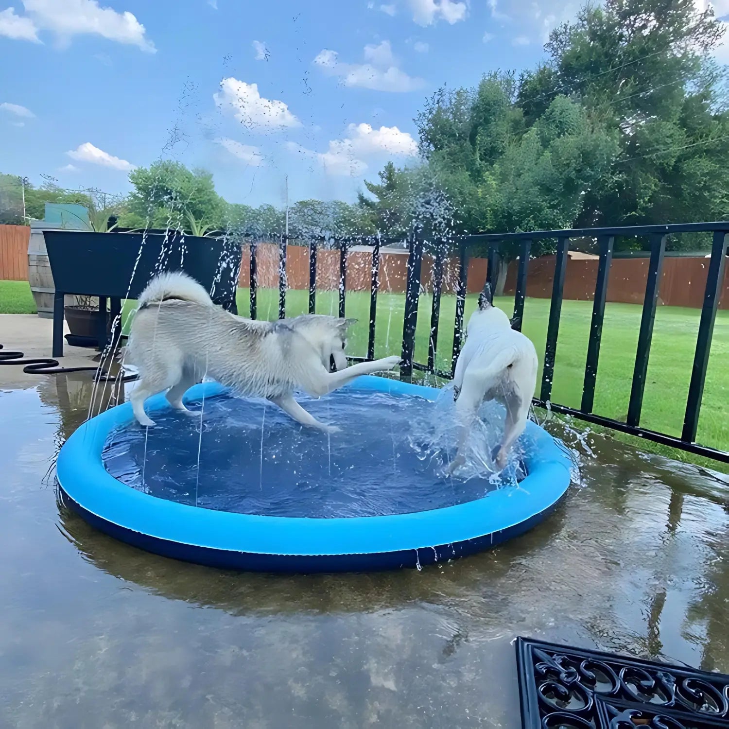 Twee honden spelen met water spray mat