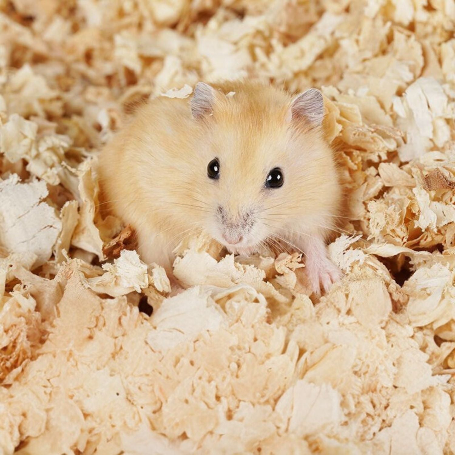 Zachte Houtchips dichtbij