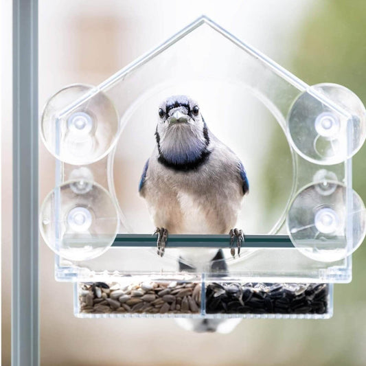 blauwe vogel op duurzame voederbak