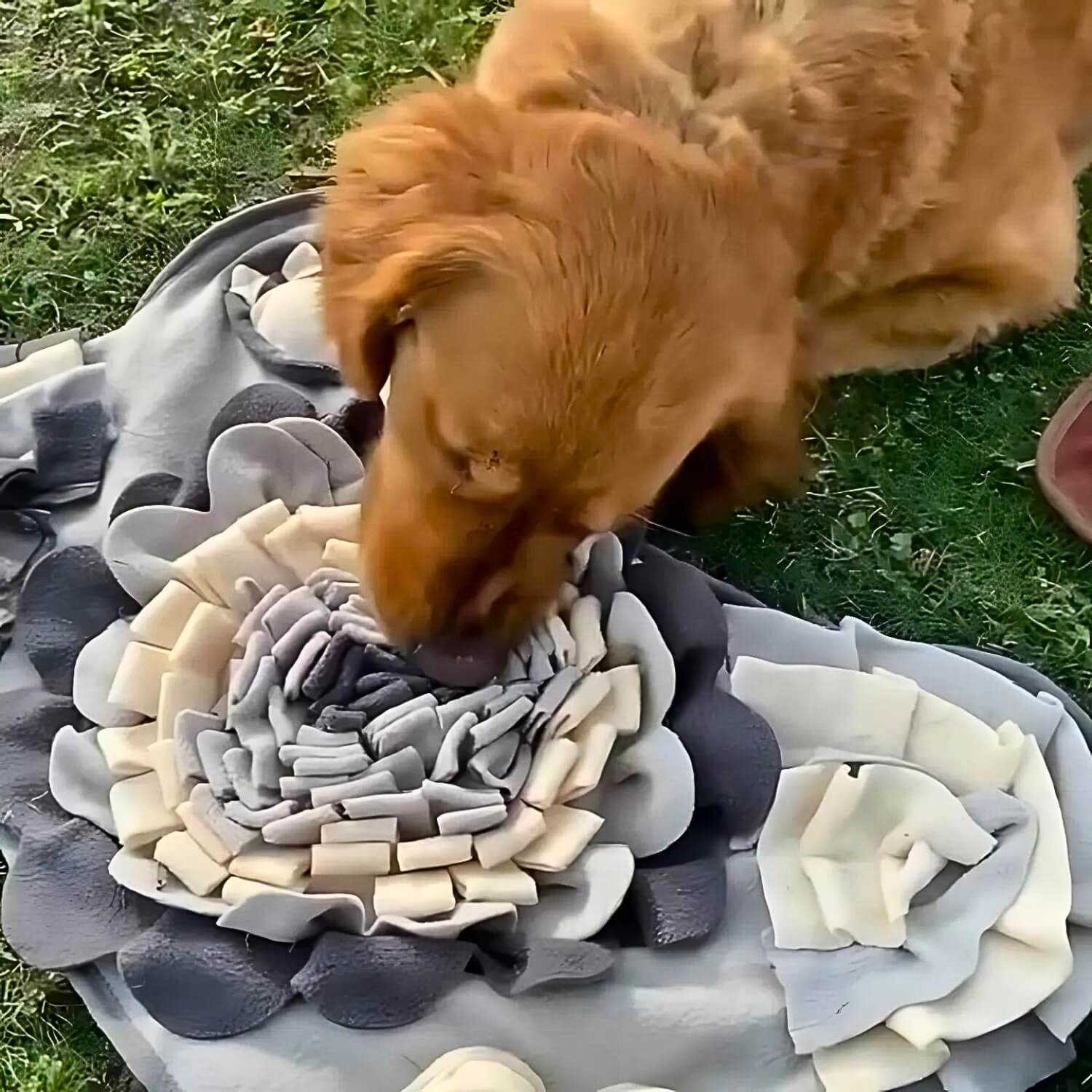 botvormig snuffelkleed poodle playing