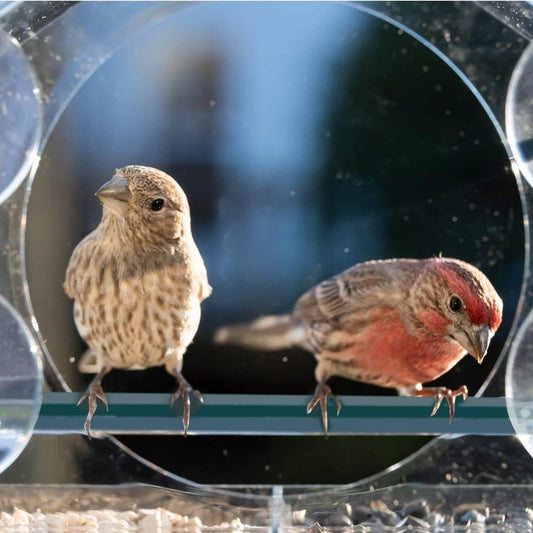 buitenvogels genieten van voederbak
