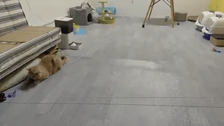 Interactief Speelgoed voor Katten,Elektrisch Katten Teaser Interactief Speelgoed voor Katten,Elektrisch Katten Teaser