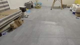 elektrisch katten speelkoord live actie speelmoment met speellijn en kat