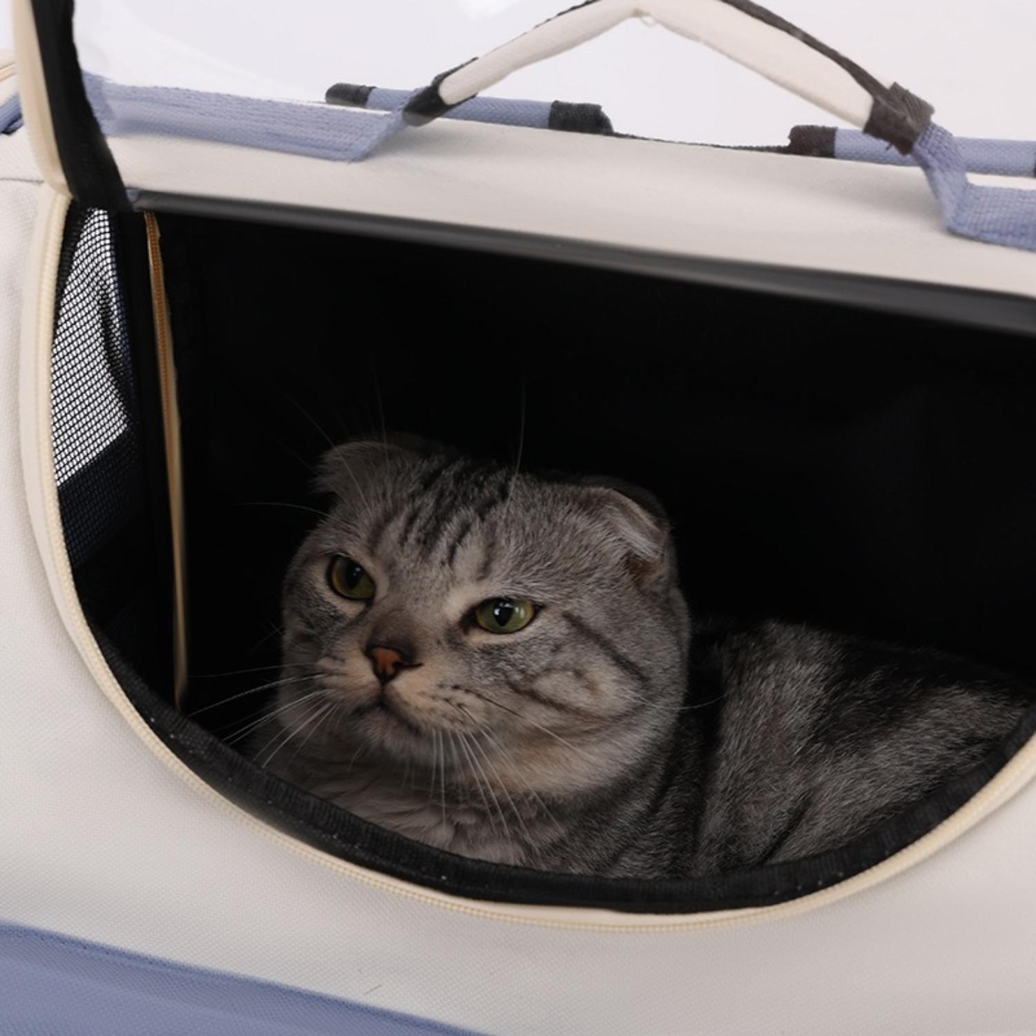 grijs katje in ademende rugzak