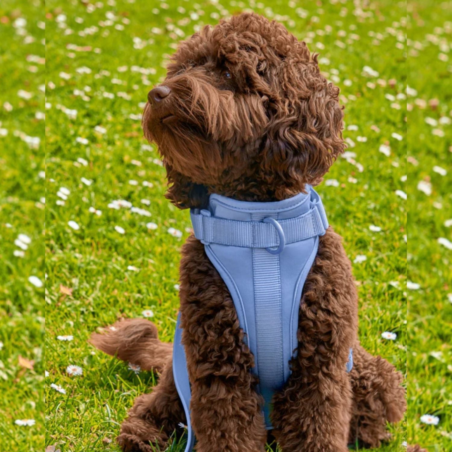 hondenharnas set lichtblauw comfortabel hondentuigje voor puppy met rugclip