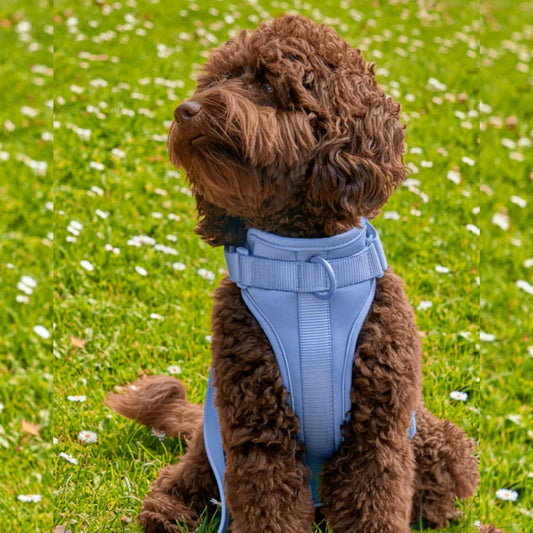 hondenharnas set lichtblauw comfortabel hondentuigje voor puppy met rugclip