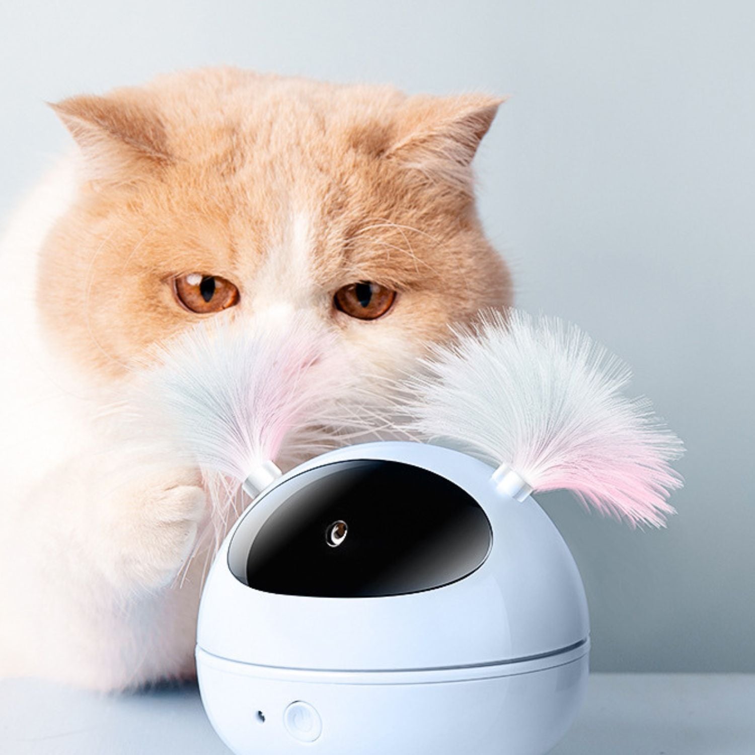 interactieve kat laser teaser ogen contact