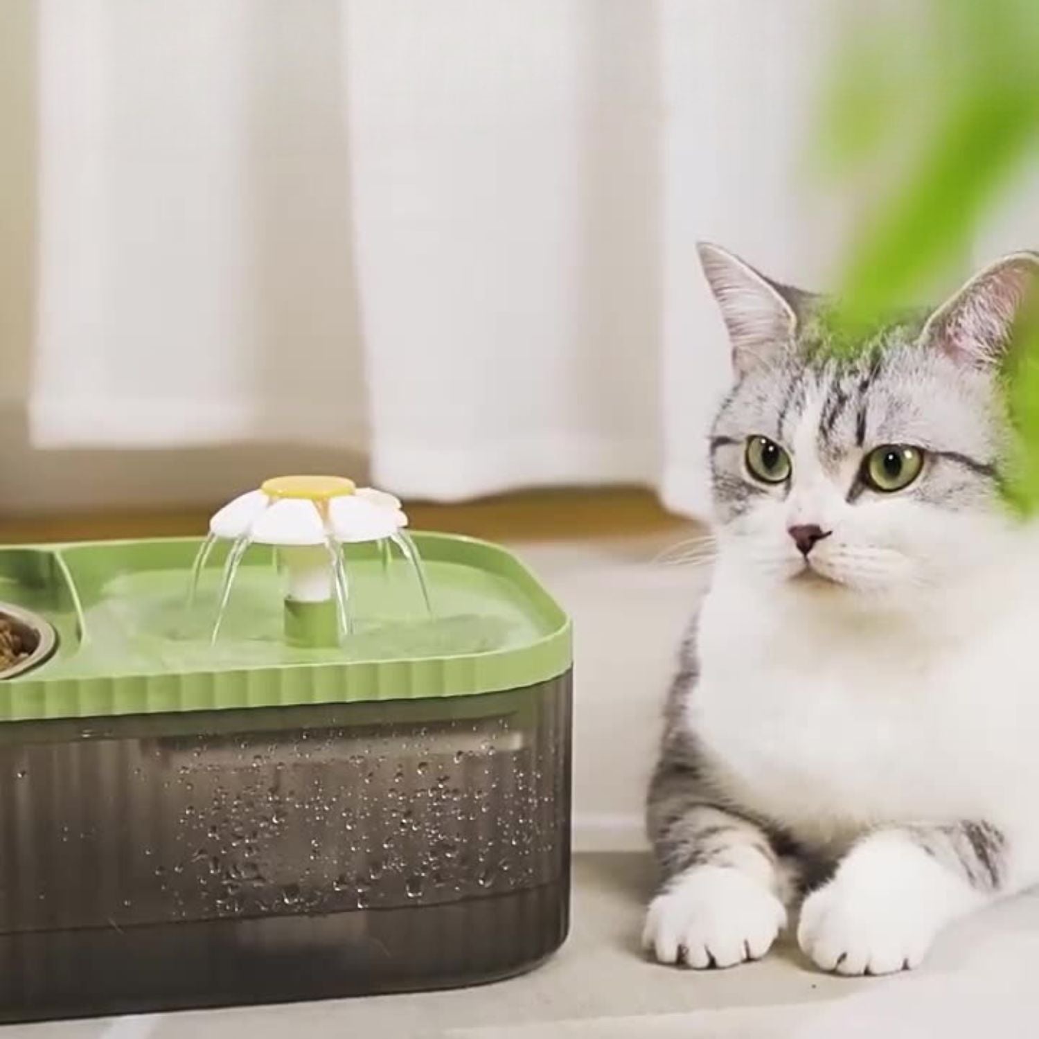 kat bij slimme voerbak en waterdispenserr