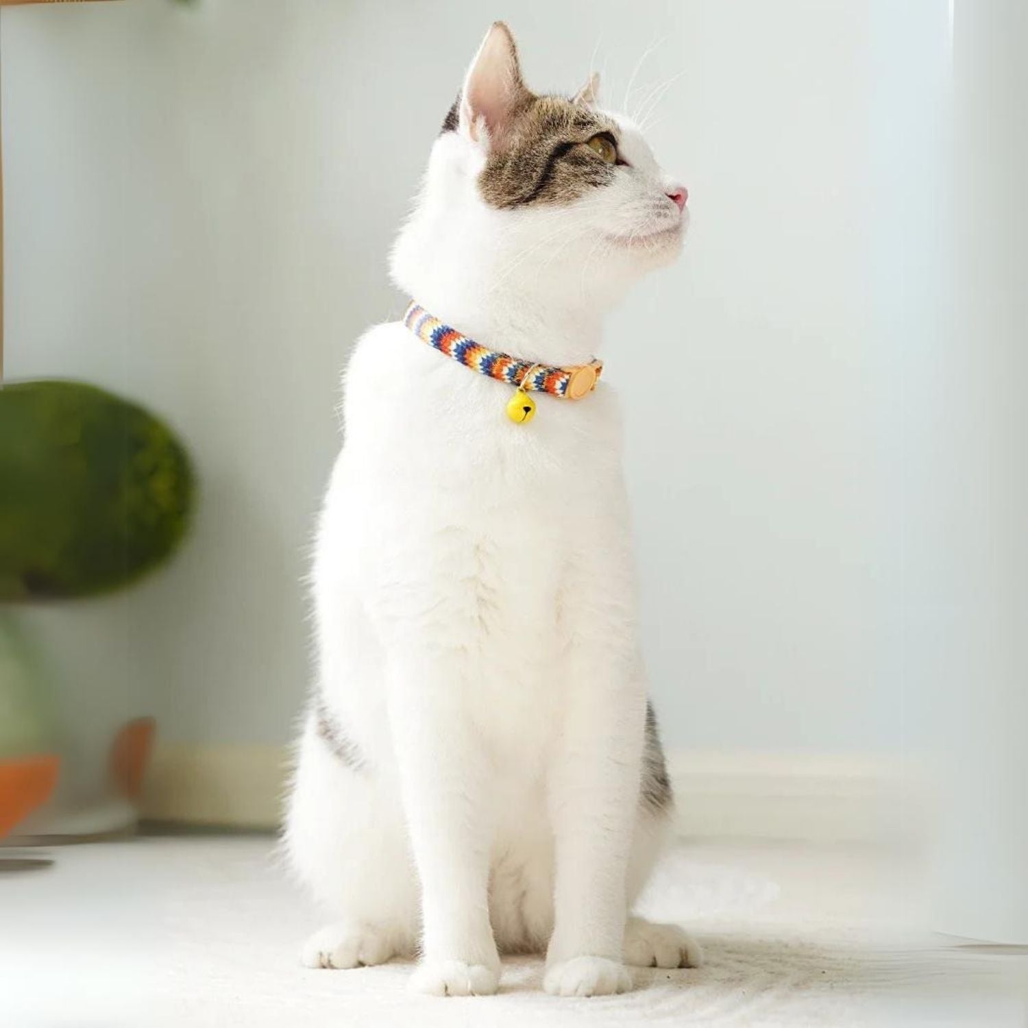 kattenhalsband kit kat met vibrante halsband op witte vloer