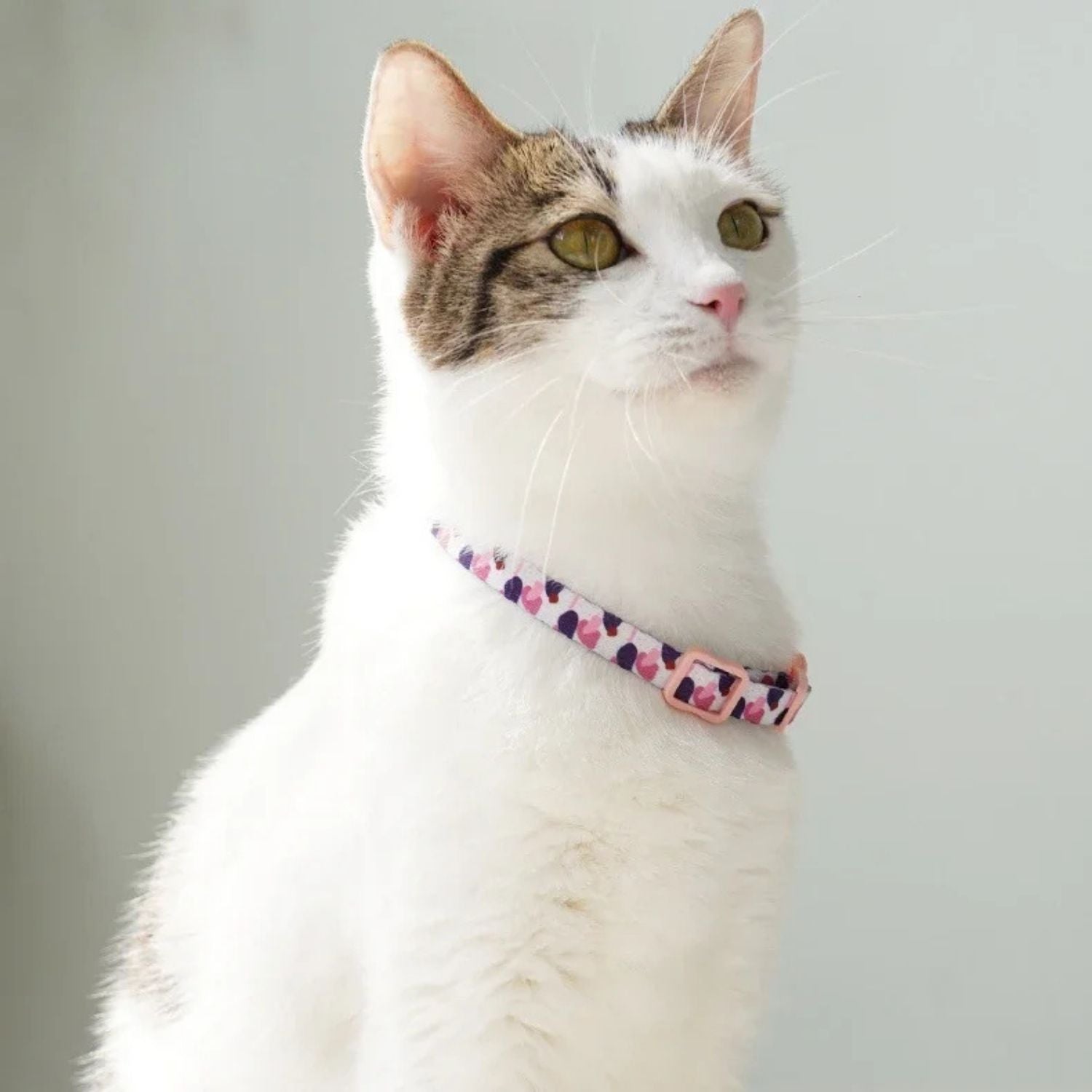 kattenhalsband kit witte kat met roze witte halsband