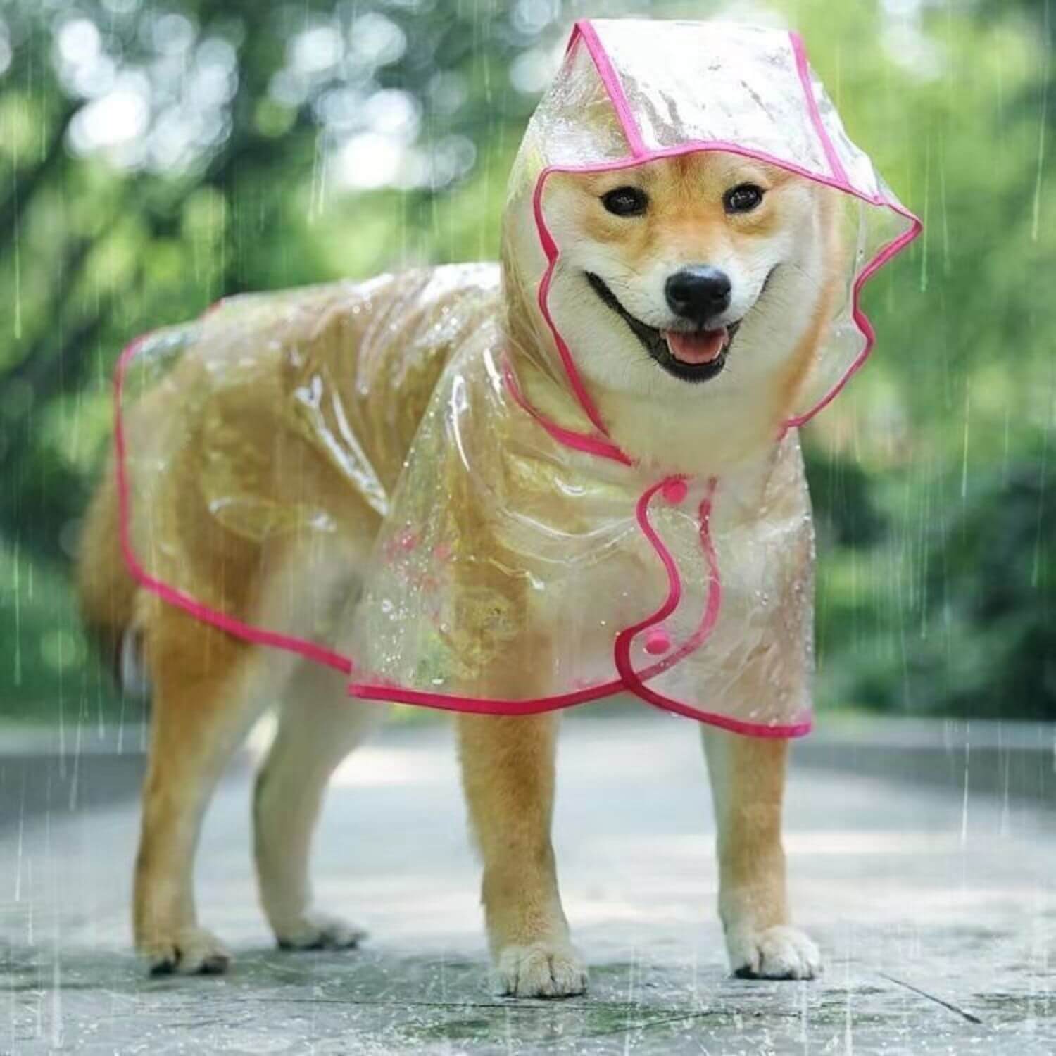 transparante hondenregenjas met shiba inu wandelen in de regen