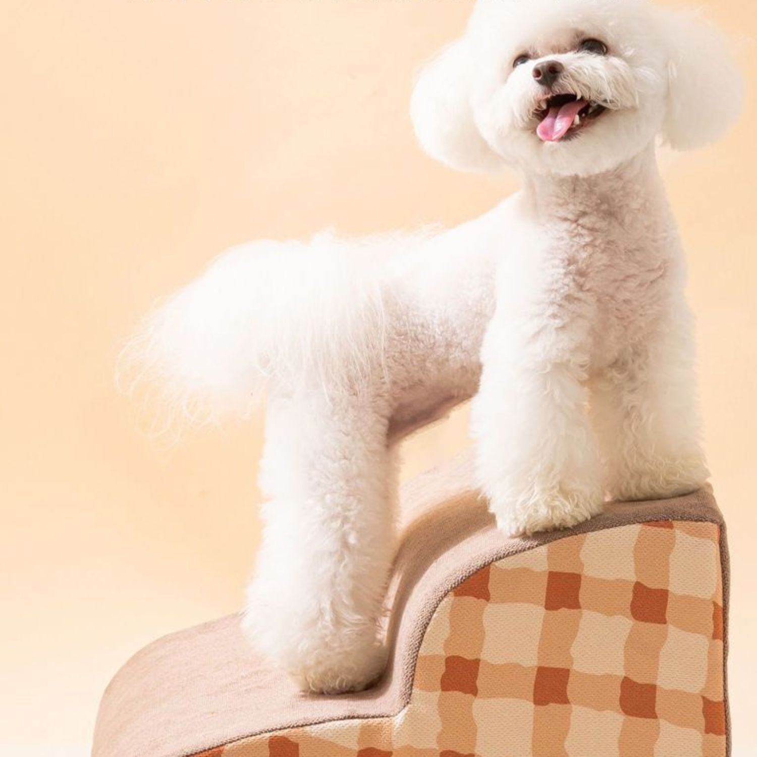 zachte honden trap een blijvend kleine hondje met een lichte vacht staat op een tafeltje met een gouden patroon