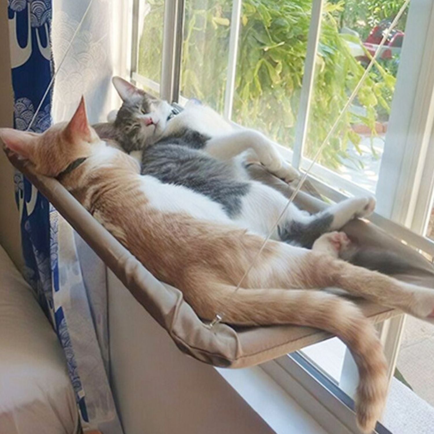 zuignap kattenhangmat twee katten slapend in hangmat aan het raam gezellig afneembaar wasbaar