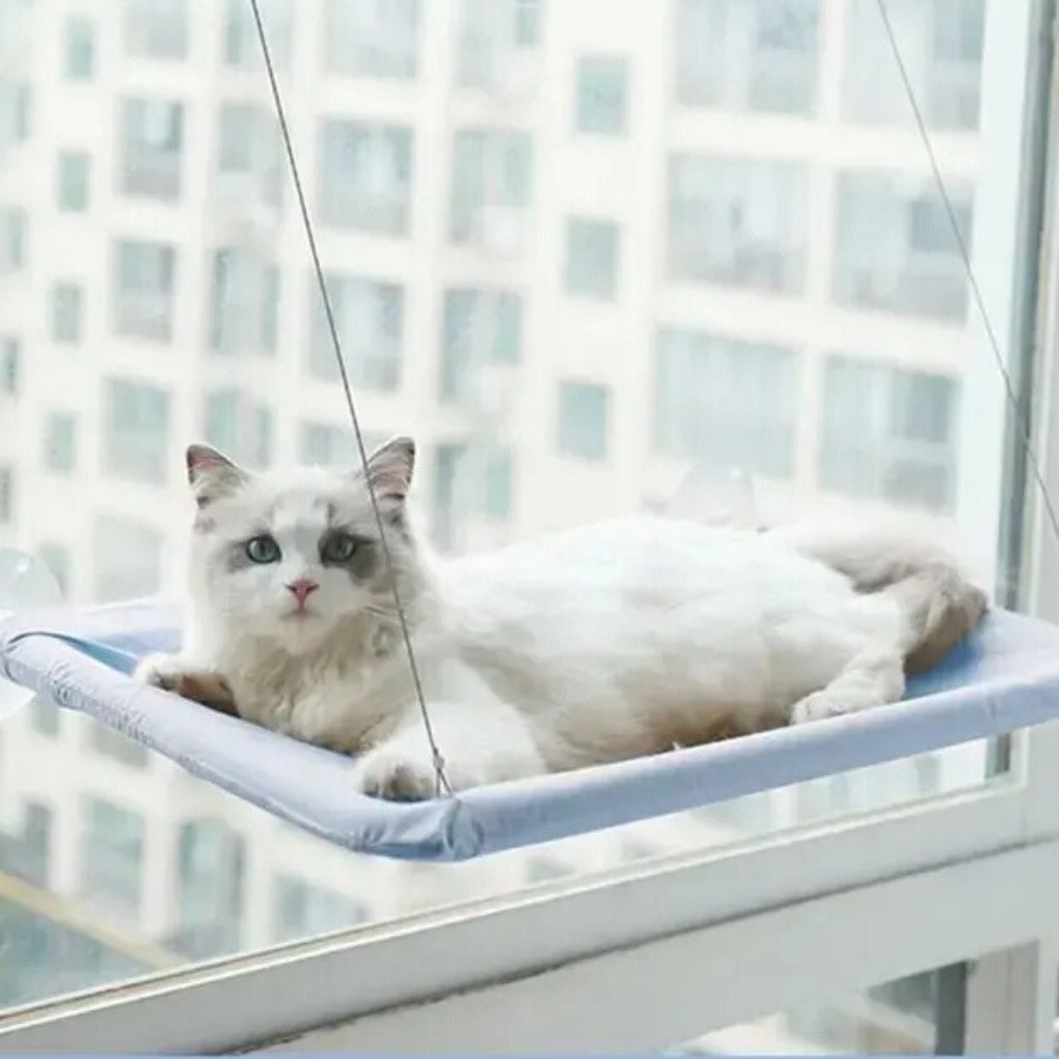 zuignap kattenhangmat witte kat op blauwe hangmat met stad uitzicht afneembaar wasbaar machinewas