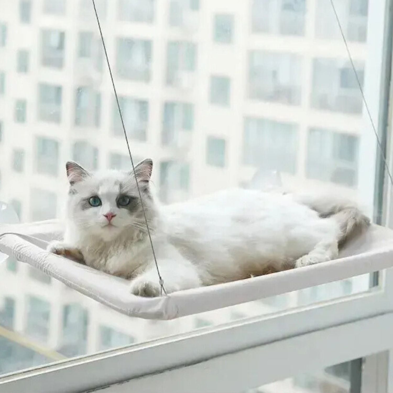 zuignap kattenhangmat witte kat op cremekleurige hangmat met stad uitzicht comfortabel voor elk seizoen
