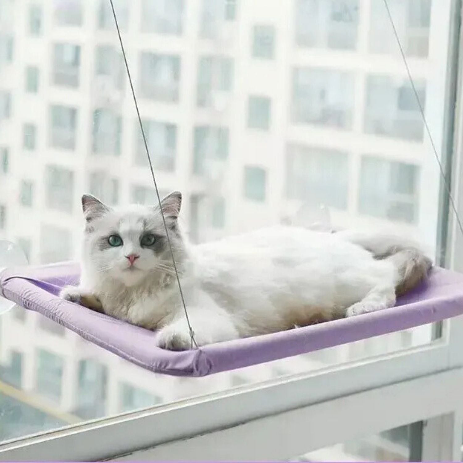zuignap kattenhangmat witte kat op paarse hangmat aan raam geschikt voor alle leeftijden